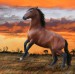 kôň v západe slnka