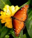 motýlia krása
