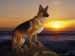 A day at the beach- German Shepherd